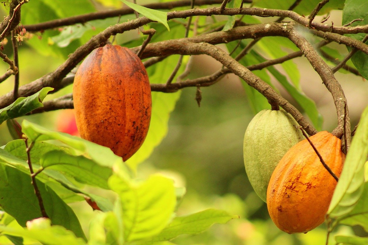 Cocoa Fruit