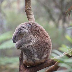 Koala Ella