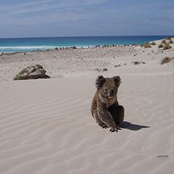 Koala Lucy