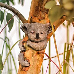 Koala Miffy