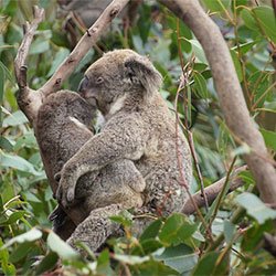 Koala Nooka and her baby